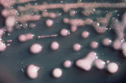 Καλλιέργεια του βακτηρίου Klebsiella pneumoniae. Έως και το 50% των κρουσμάτων εμφανίζουν πλέον ανθεκτικότητα. (Φωτογραφία: CDC) Καλλιέργεια του βακτηρίου Klebsiella pneumoniae. Έως και το 50% των κρουσμάτων εμφανίζουν πλέον ανθεκτικότητα. (Φωτογραφία: CDC)