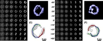 Οι ασπρόμαυρες εικόνες του ηλεκτρονικού μικροσκοπίου χρησιμοποιήθηκαν για τη δημιουργία των μοντέλων δύο πρωτεΐνών (μπλε). Πηγή: Gang Ren  