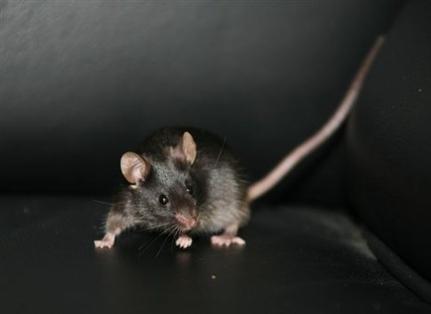 Οικιακό ποντίκι, τροβαδούρος του έρωτα (Φωτογραφία: Associated Press)
