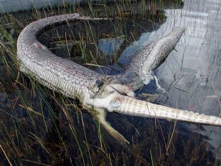 To 2005 είχε βρεθεί στα Έβεργκλεϊντς αυτός ο νεκρός πύθωνας, του οποίου το στομάχι είχε σκάσει αφήνοντας να βγει ένας αλιγάτορας δύο μέτρων (Φωτογραφία: ΑΠΕ)