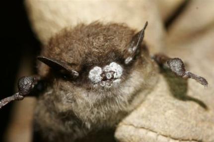 Οι νυχτερίδες εμφανίζουν ένα χαρακτηριστικό λευκό χνούδι στη μύτη (Φωτογραφία: Associated Press)