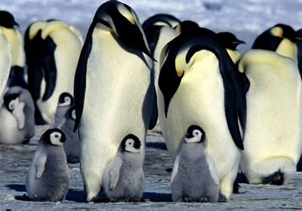 Αυτοκρατορικός πιγκουίνος: κομψός, τρυφερός αλλά και σκληροτράχηλος (Φωτογραφία: Associated Press)