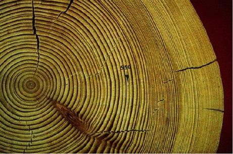 Το μυστηριώδες συμβάν άφησε ίχνη στους δακτύλιους ανάπτυξης των δέντρων -εικόνα αρχείου  