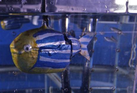 Τα ψάρια-ζέβρα που διακρίνονται στο φόντο κάνουν παρέα με το ρομπότ παρόλο που είναι έξι φορές μεγαλύτερο (Polytechnic Institute of New York University)  