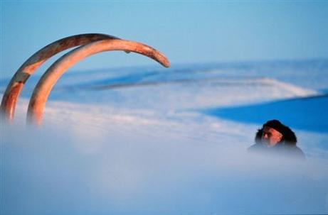 Οστά μαμούθ έρχονται συχνά στο φως καθώς υποχωρούν οι πάγοι της Σιβηρίας (Φωτογραφία: Associated Press)