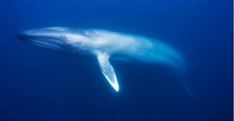 Η πτεροφάλαινα είναι το δεύτερο μεγαλύτερο ζώο του κόσμου με μήκος μέχρι 27 μέτρα  