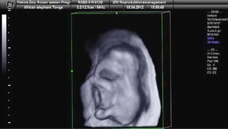 Το έμβρυο έχει σχηματισμένη προβοσκίδα και πόδια. Το φύλο του δεν έχει γίνει ακόμα γνωστό. (Φωτογραφία: ΑΠΕ)