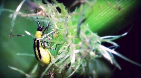 Πόσο μεγάλη απειλή είμαστε για τη Γη;