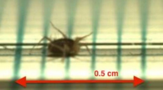 &Pi;&omicron;&lambda;ύ &lambda;ί&gamma;&alpha; &gamma;&nu;&omega;&rho;ί&zeta;&omicron;&upsilon;&mu;&epsilon; &gamma;&iota;&alpha; &tau;&omicron;&nu; &nu;έ&omicron; &pi;&rho;&omega;&tau;&alpha;&theta;&lambda;&eta;&tau;ή. &Omicron;ύ&tau;&epsilon; &pi;&omicron;&lambda;&lambda;έ&sigmaf; &phi;&omega;&tau;&omicron;&gamma;&rho;&alpha;&phi;ί&epsilon;&sigmaf; &tau;&omicron;&upsilon; &upsilon;&pi;ά&rho;&chi;&omicron;&upsilon;&nu;. Credit: Samuel Rubin/Pitzer College