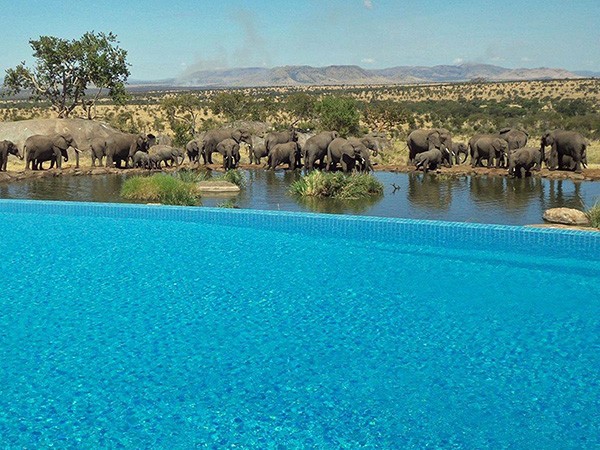 Βουτιές συντροφιά με τους ελέφαντες στην πισίνα του Four Seasons Safari Lodge στην Τανζανία