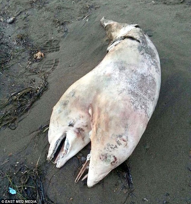Σιαμαία δελφίνια βρέθηκαν σε παραλία της Τουρκίας