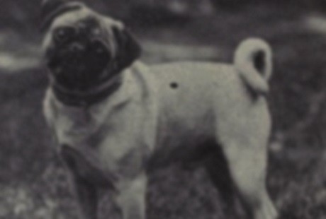 Πώς ήταν πριν 100 χρόνια 8 από τις πιο γνωστές ράτσες σκύλων