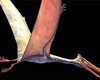 � ����������� Quetzalcoatlus